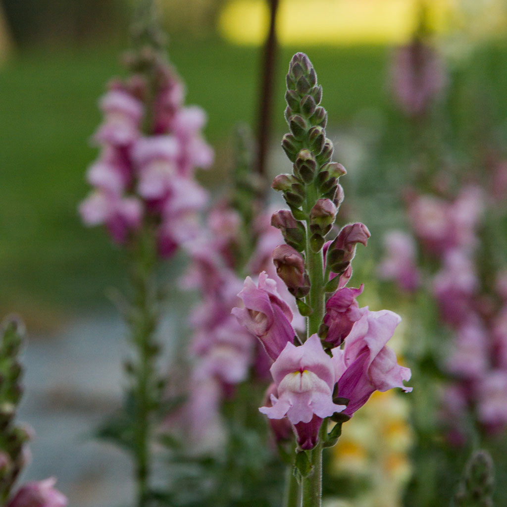 Snapdragon - Costa Lavender