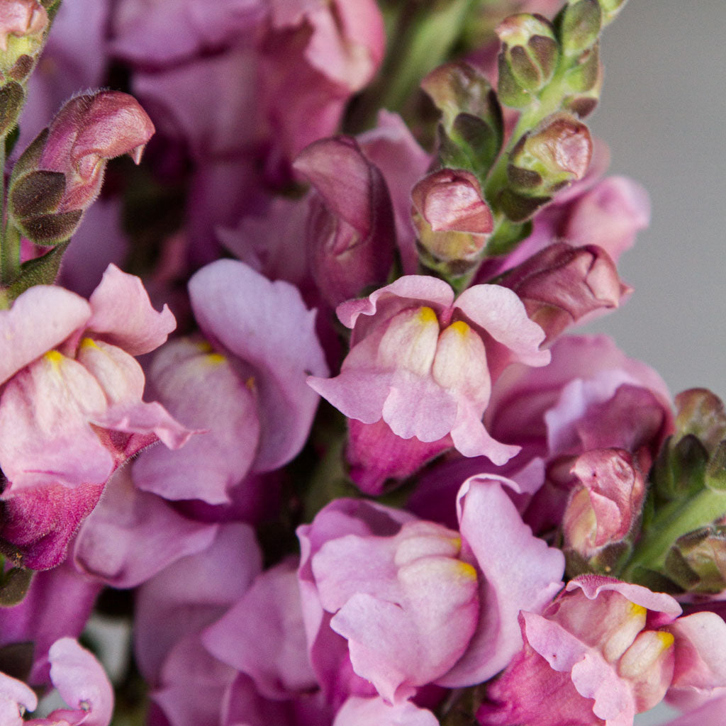 Snapdragon - Costa Lavender