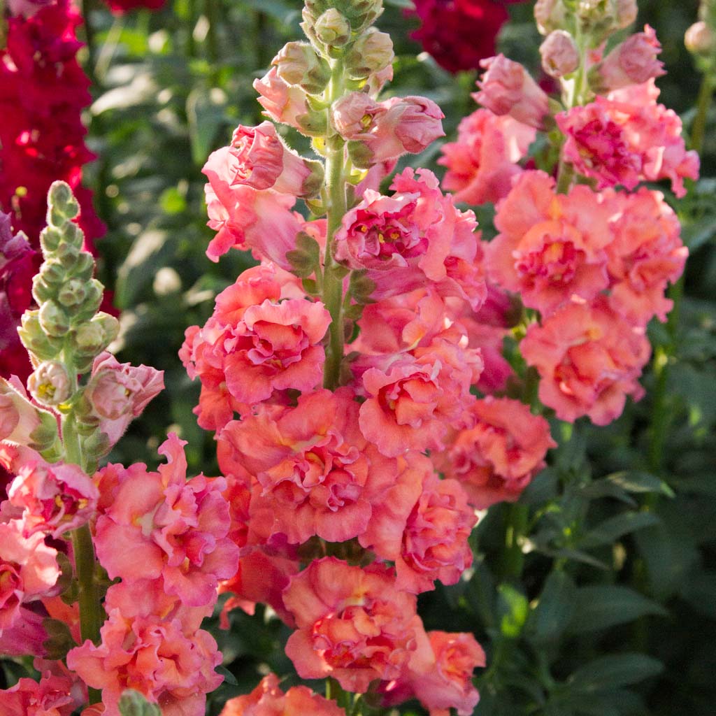 Snapdragon - Madame Butterfly Bronze