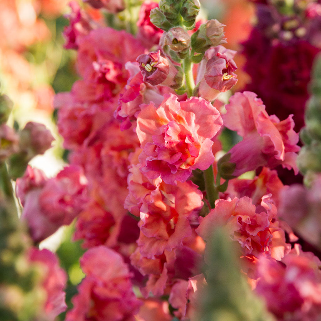 Snapdragon - Madame Butterfly Bronze