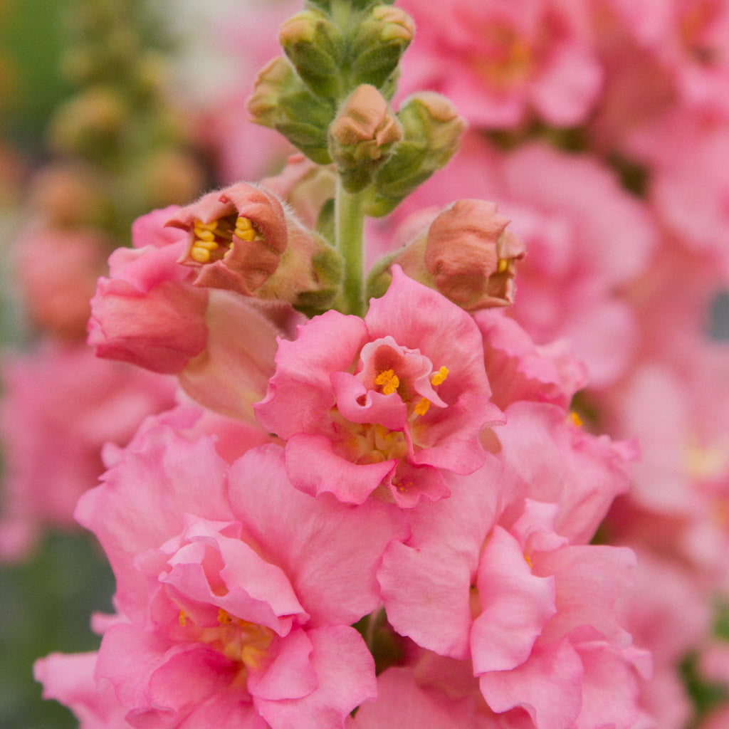 Snapdragon - Madame Butterfly Pink