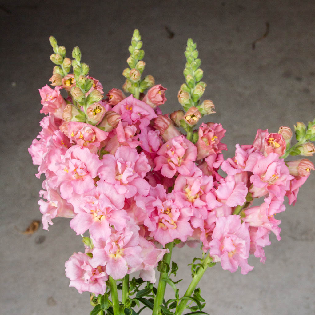 Snapdragon - Madame Butterfly Pink