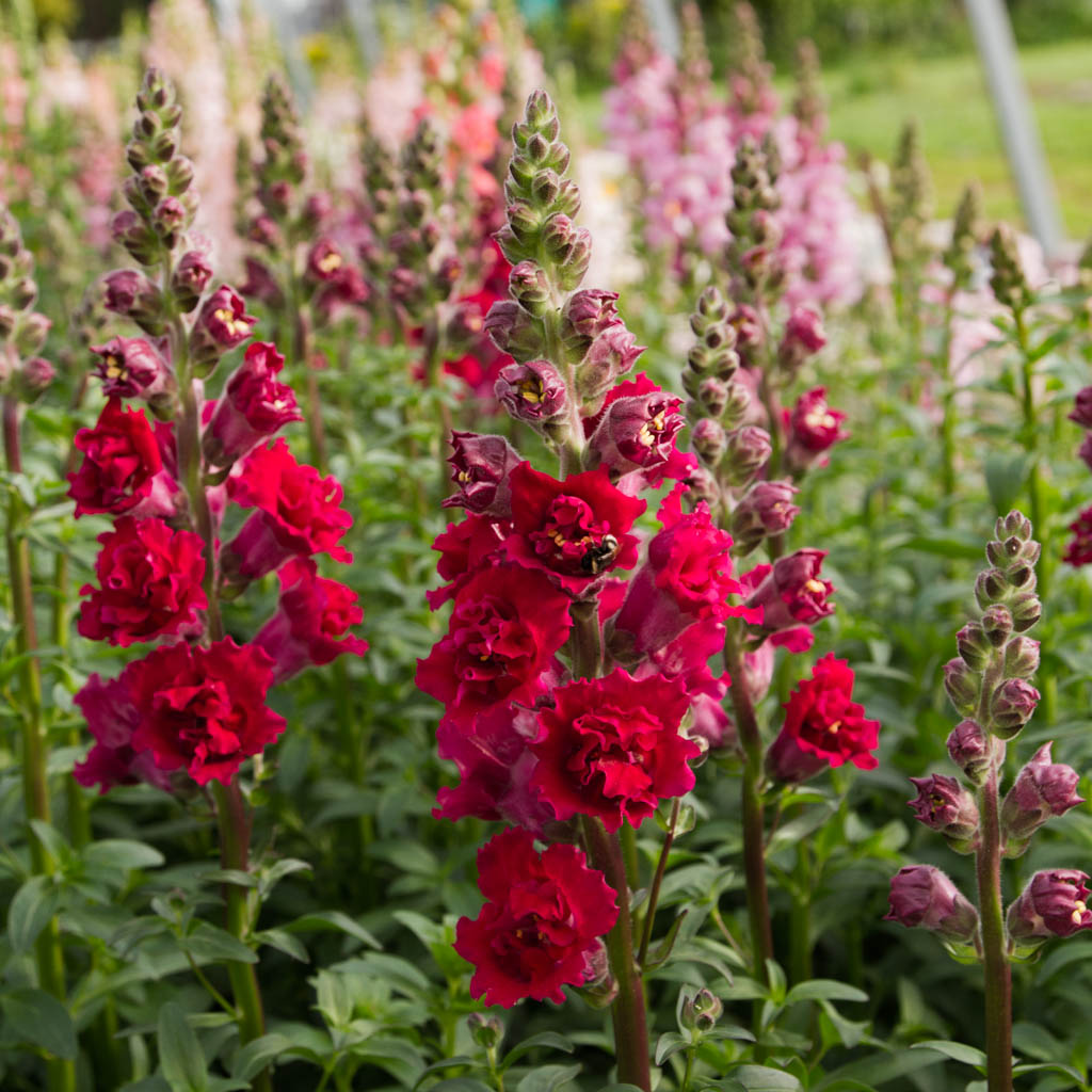 Snapdragon - Madame Butterfly Red