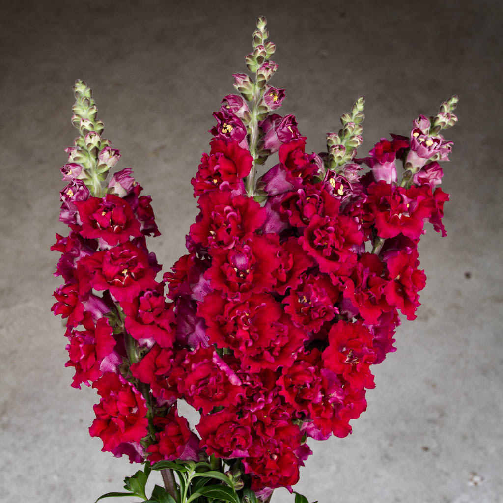 Snapdragon - Madame Butterfly Red