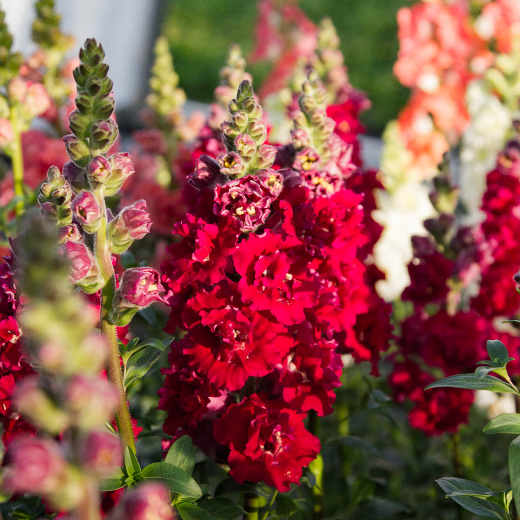 Snapdragon - Madame Butterfly Red