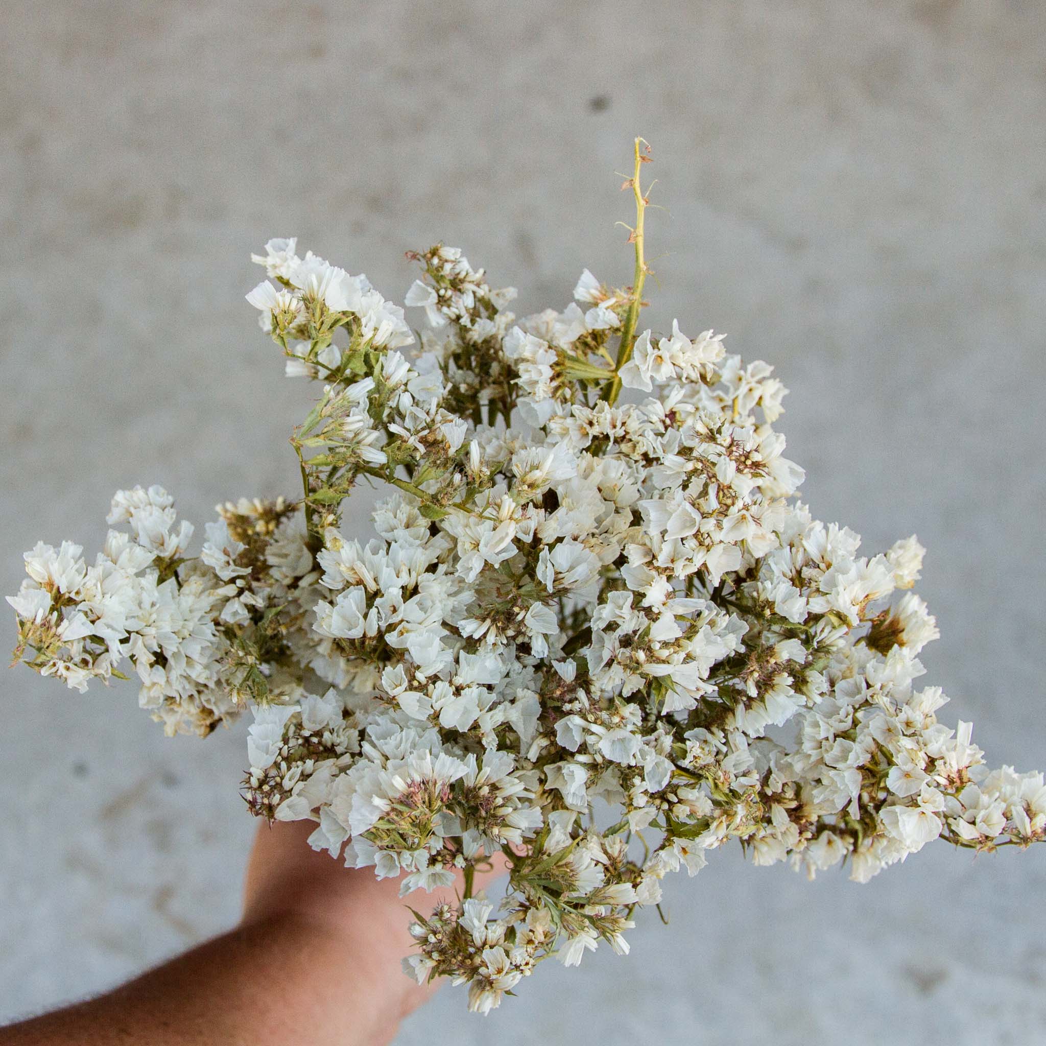 Dried White Statice Flowers - E's Florals