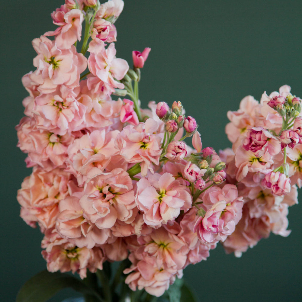 Stock Seeds NZ · Matthiola incana