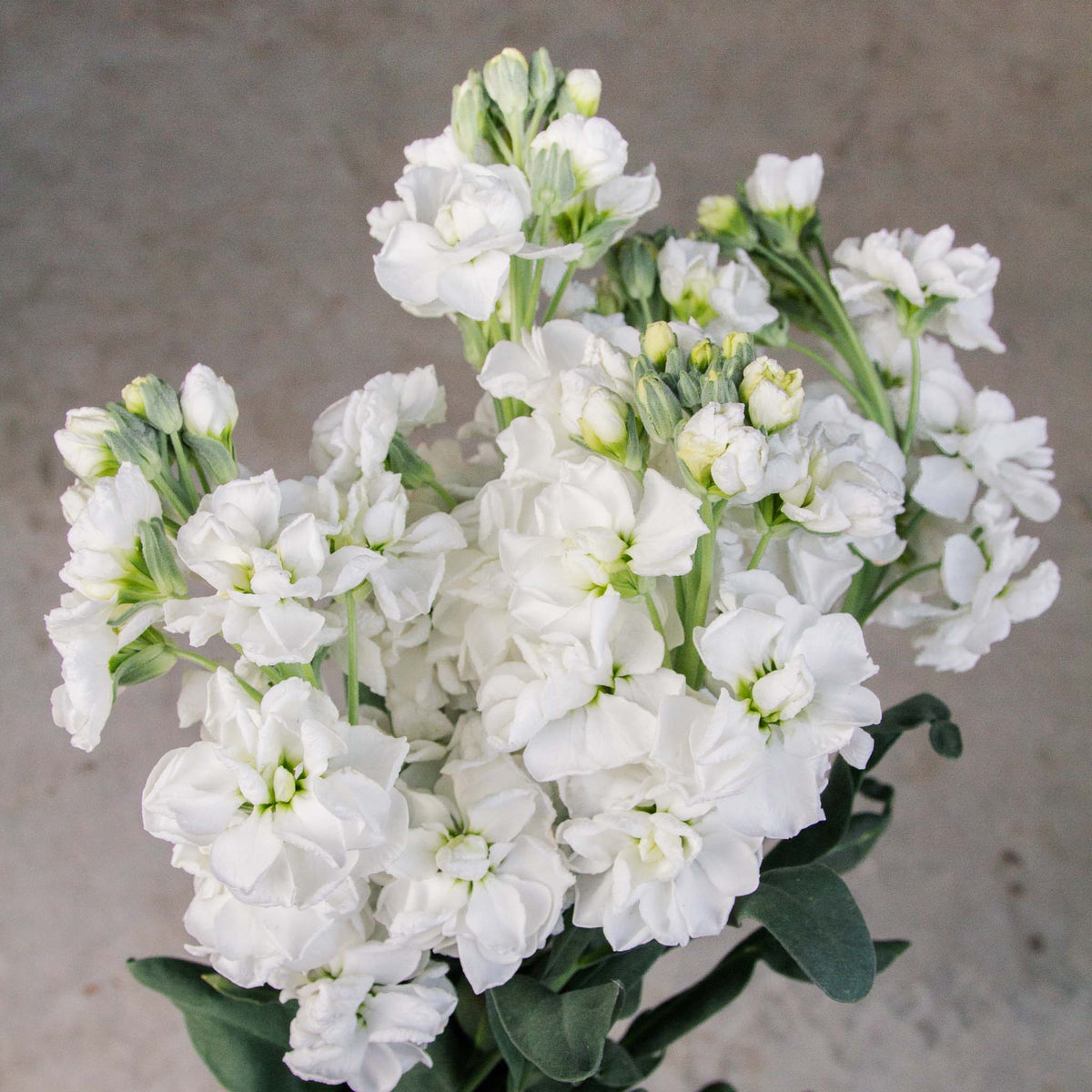 Specialty CutFlower Seeds NZ