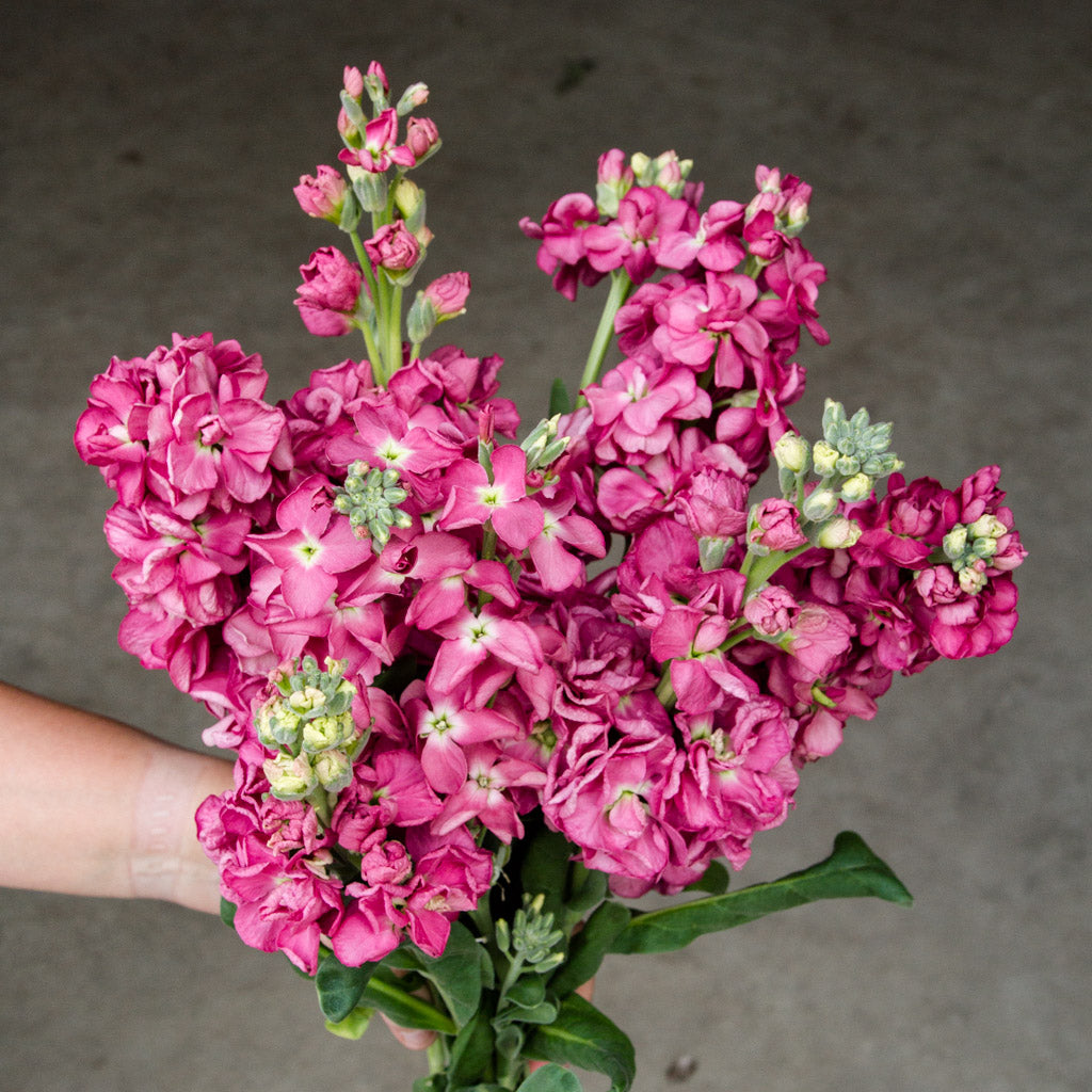 Stock Seeds NZ · Matthiola incana