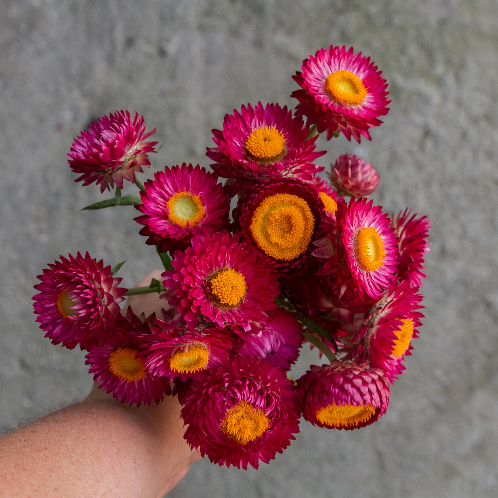 Strawflower - Deep Pink