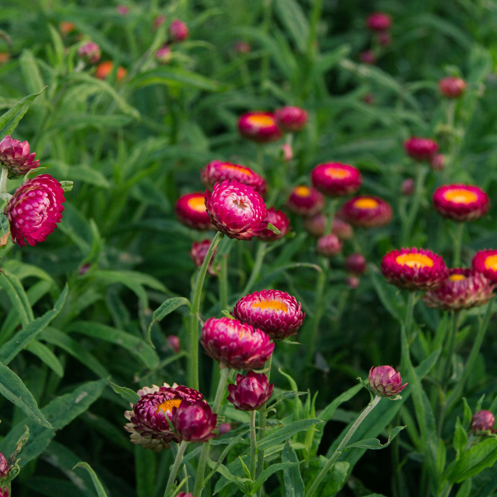 Strawflower - Deep Pink