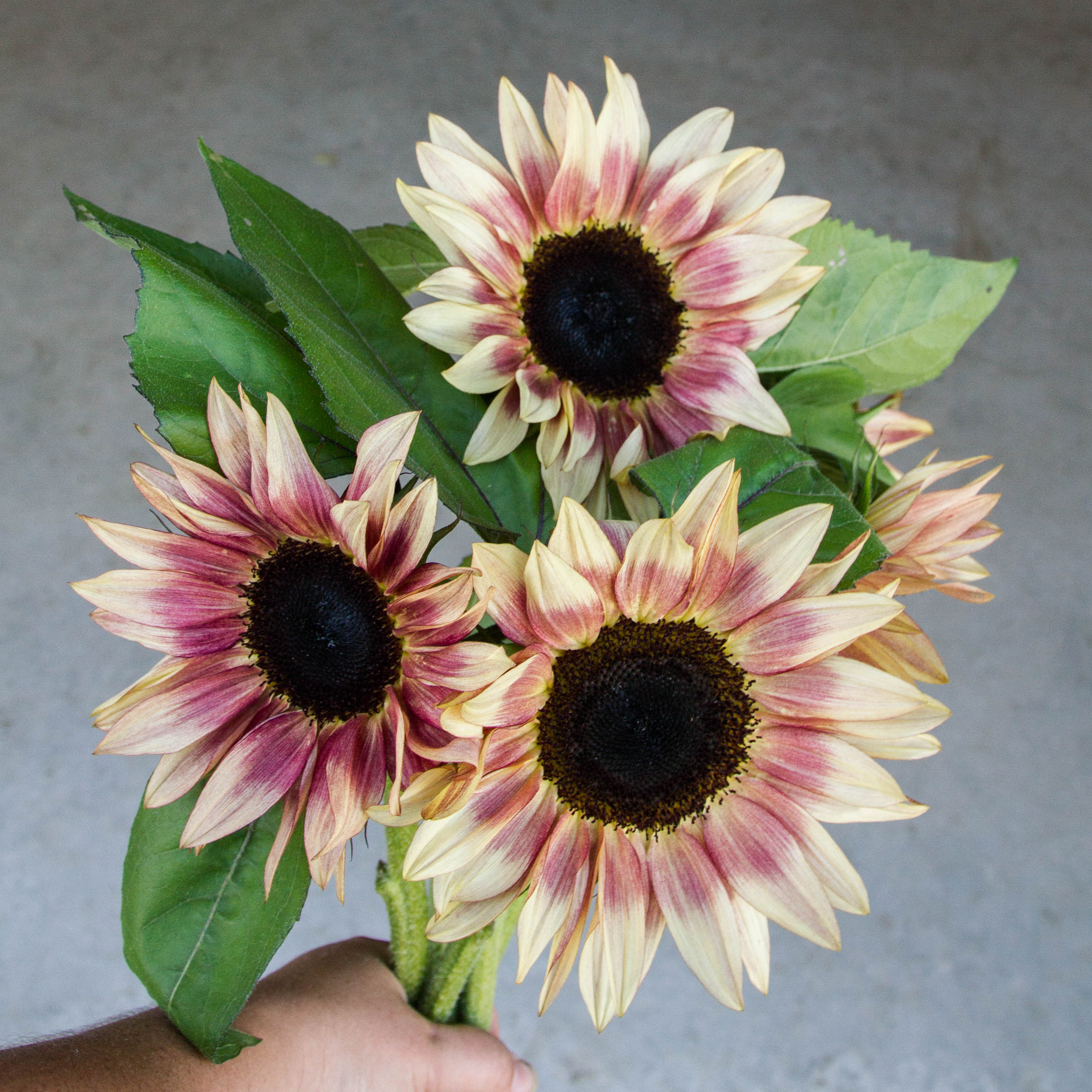 Sunflower - ProCut Plum