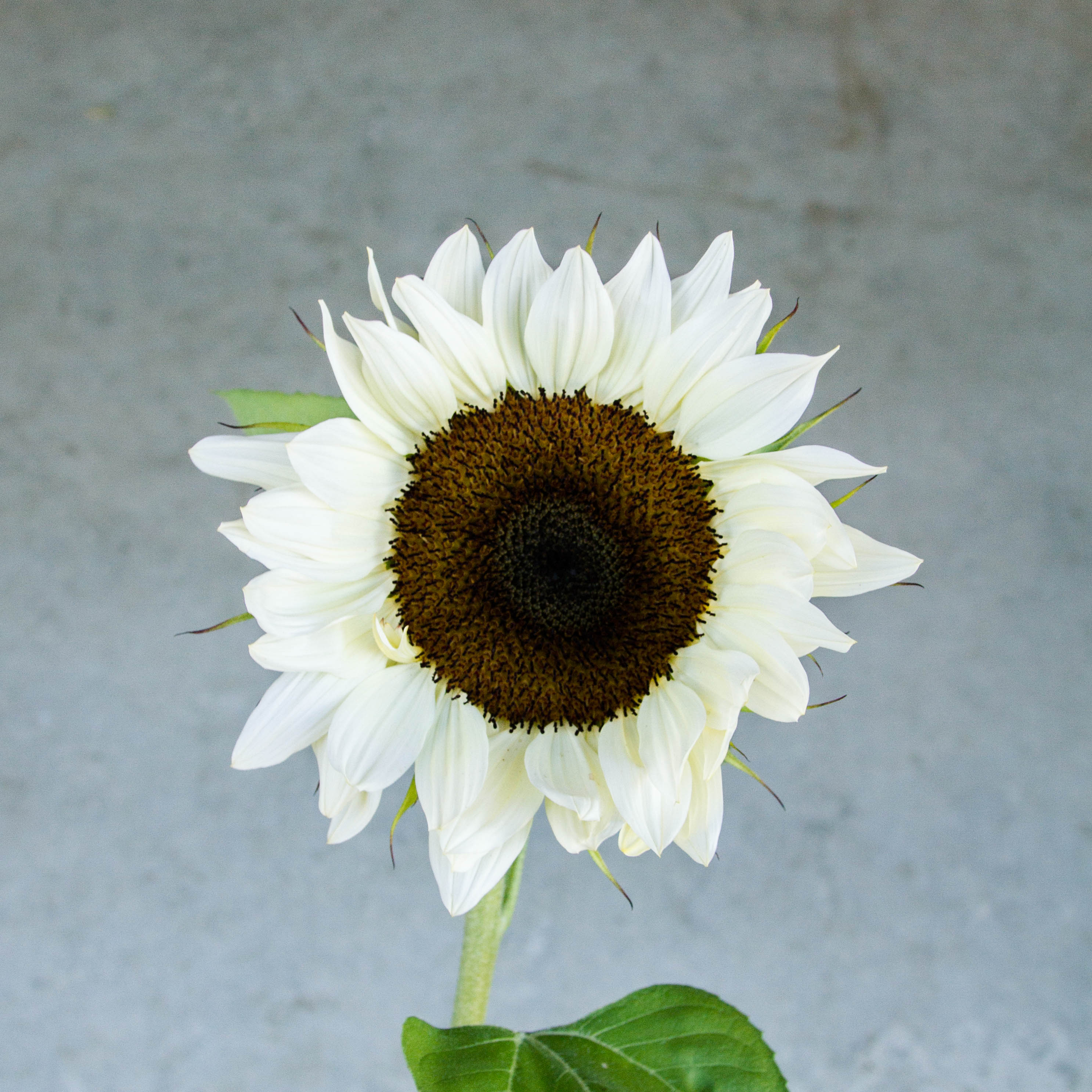 Sunflower - ProCut White Nite