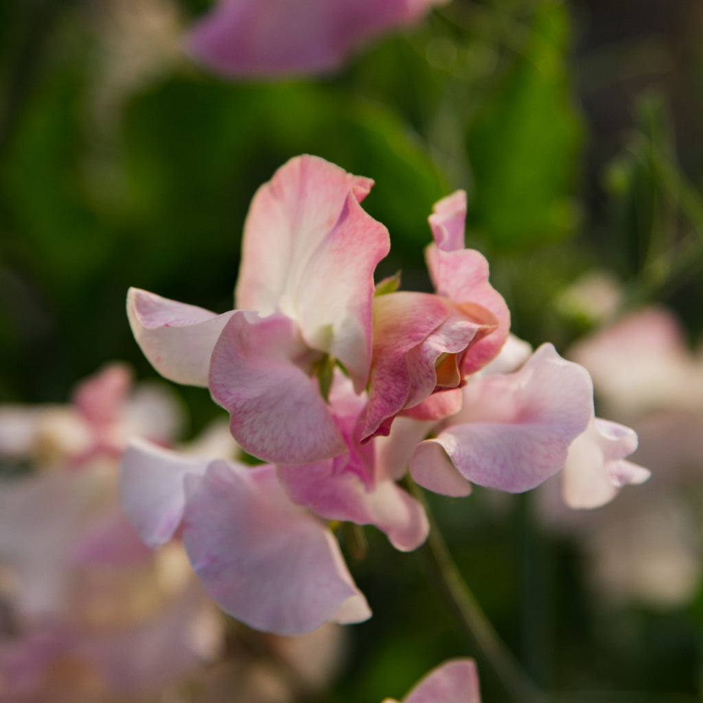 Sweet Pea Raspberry Specialty Sweet Pea Seeds NZ