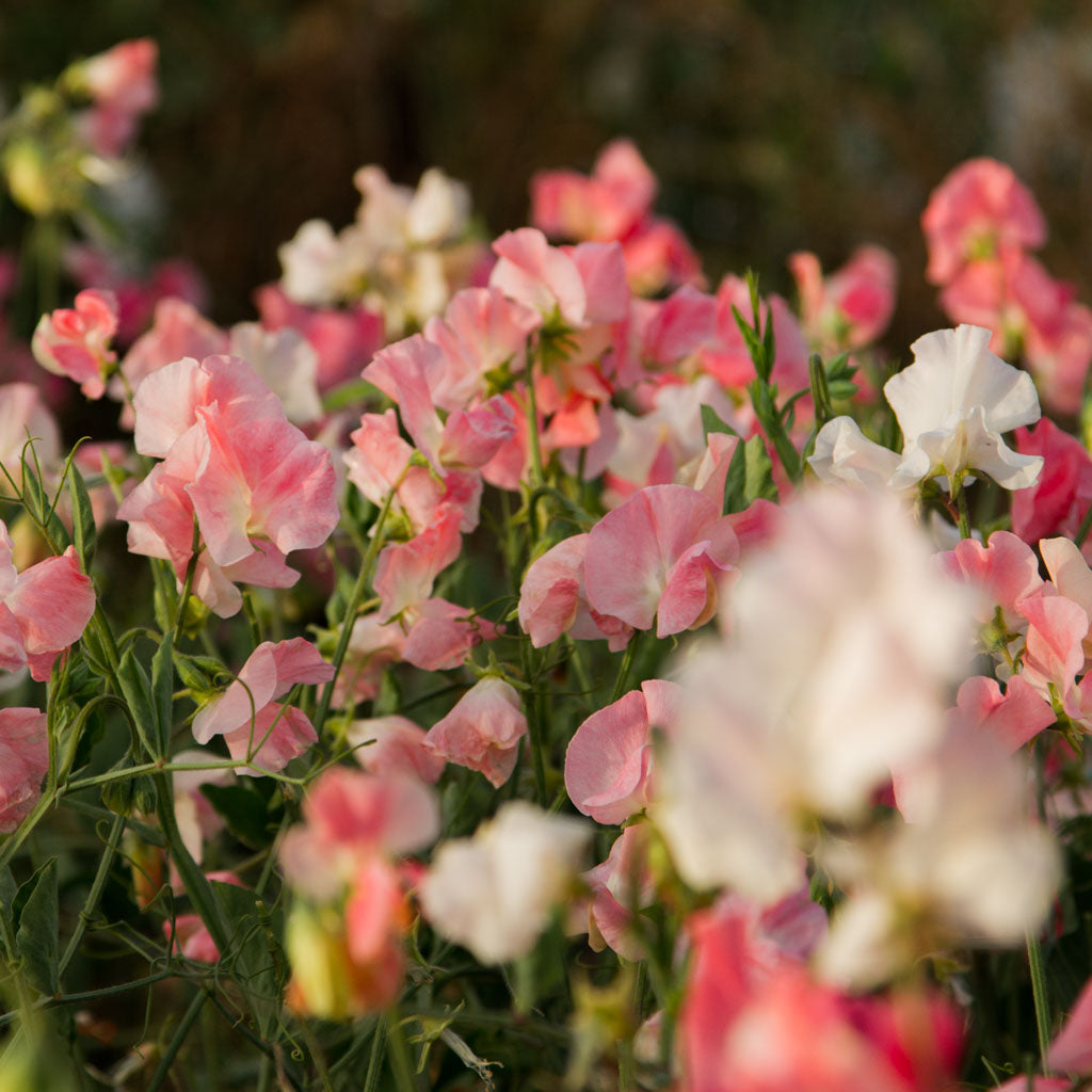 Sweet Pea Raspberry Sweet Peas