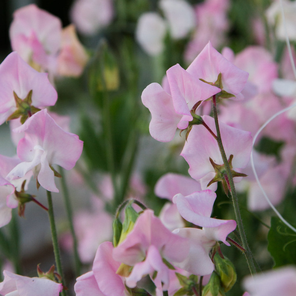 Sweet Pea - Spring Sunshine Blush