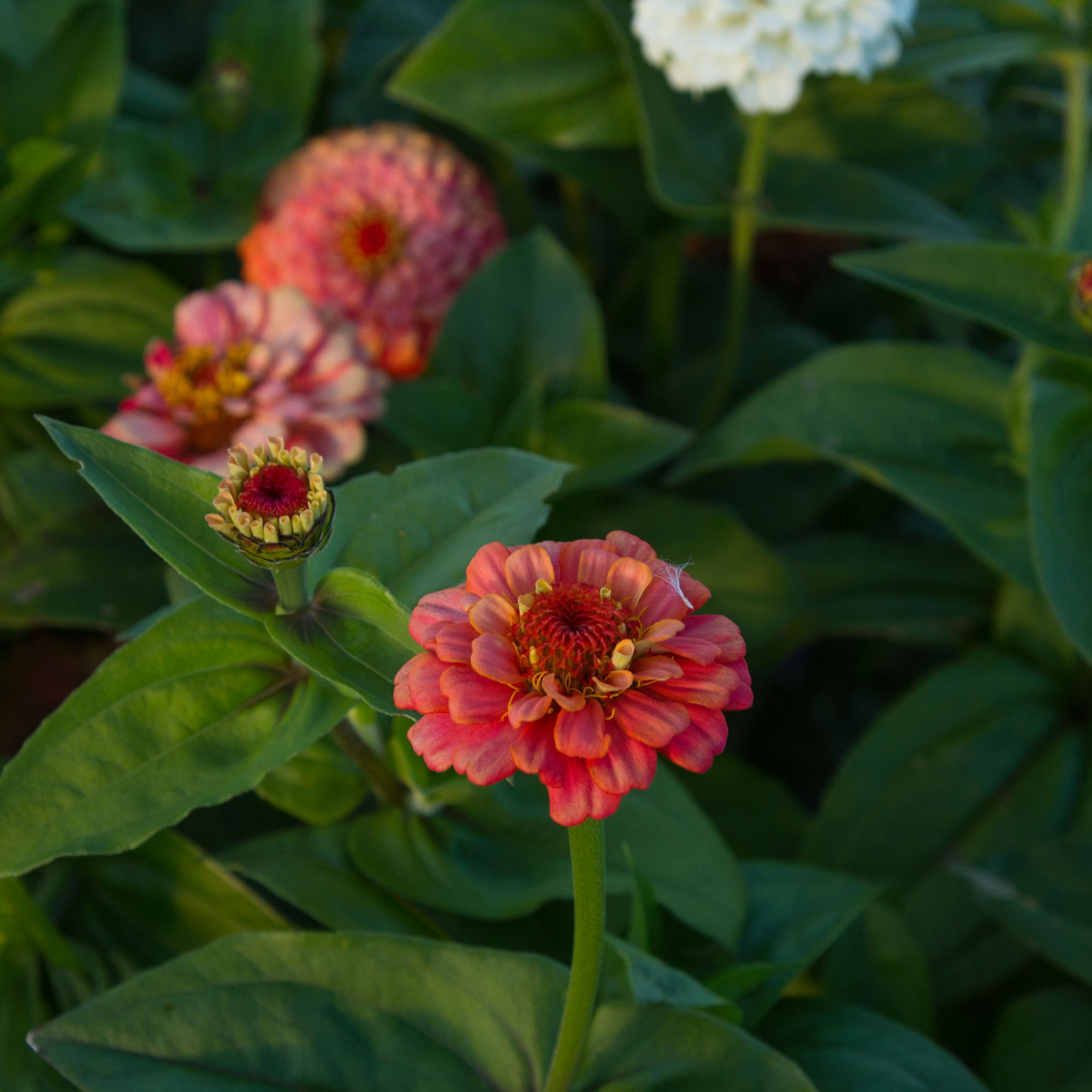 Zinnia Oklahoma Salmon