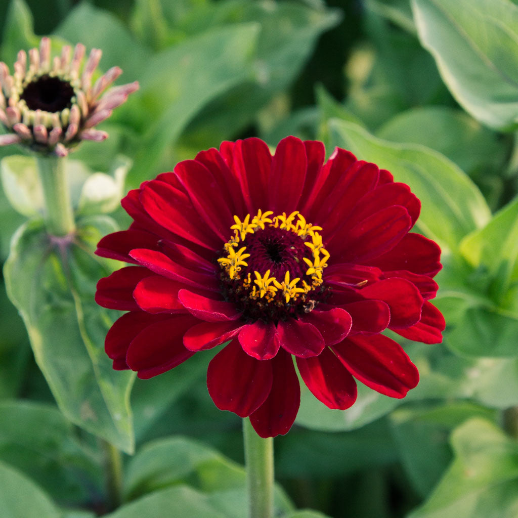 Zinnia - Benary Deep Red - Seeds NZ