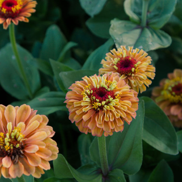 Zinnia - Queen Orange Lime - Seeds NZ