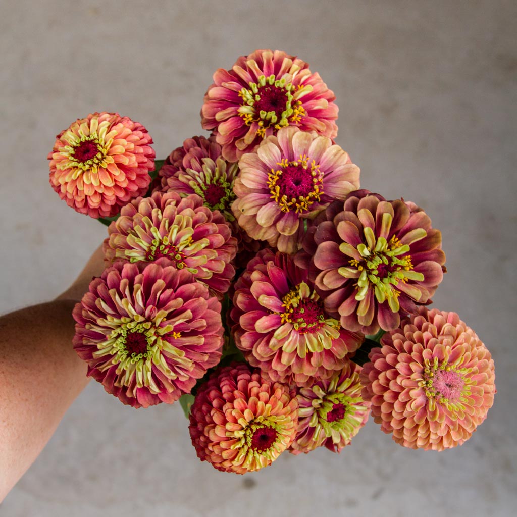 Zinnia - Queen RED Lime