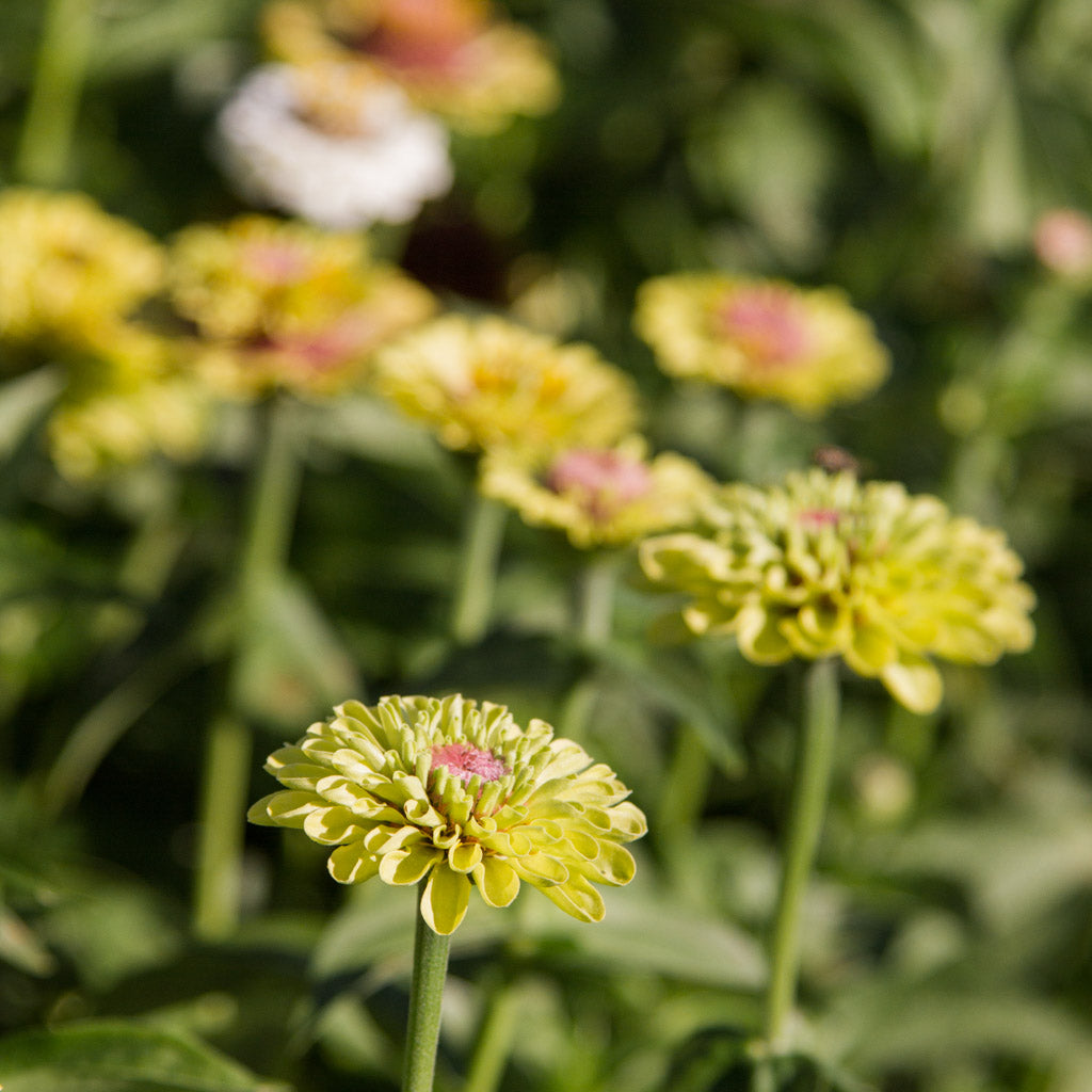 Zinnia - Queeny Lime BLUSH