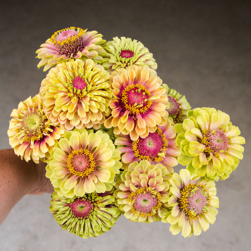 Zinnia - Queeny Lime BLUSH