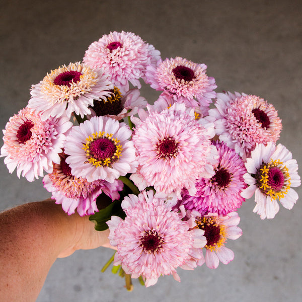 Zinnia - Zinderella Lilac - Seeds NZ